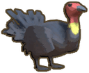 Scrub Turkey
