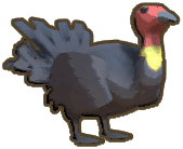Scrub Turkey