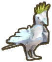 Cockatoo