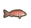 Banded Morwong