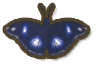 Blue Moon Butterfly