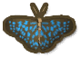 Blue Tiger Butterfly