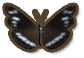 Common Crow Butterfly