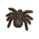 Funnel Web Spider
