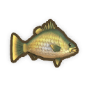 Golden Perch