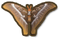 Hercules Moth