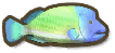 Humphead Wrasse