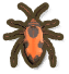 Largidae