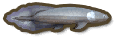 Lungfish