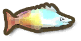 Rainbow Fish