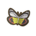 Scarlet Jezebel Butterfly