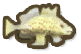 Spotted Handfish
