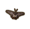 Swallow-tail Butterfly