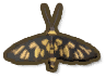 Tiger Moth