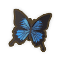 Ulysses Butterfly